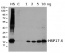 HSP17,6 | Cytosolic class I heat shock protein 17,6 (rabbit antibody)